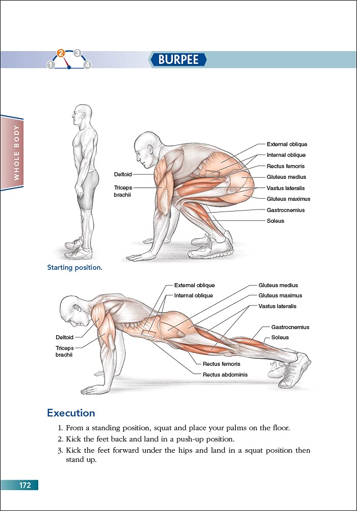 Bodyweight Strength Training Anatomy - My Store